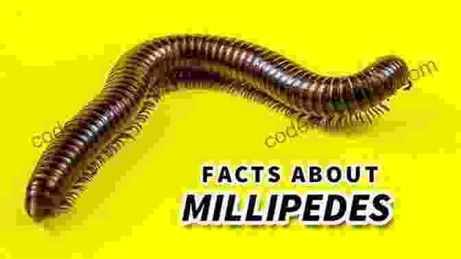 Millipedes And Humans Facts About The Millipede (A Picture For Kids 448)