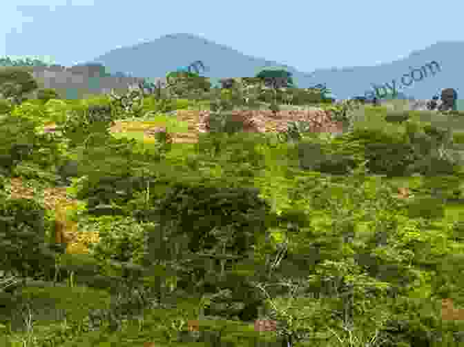 Panoramic View Of The Lush La Mosquitia Landscape The Honeybee Fiasco (Misadventures In La Mosquitia 2)