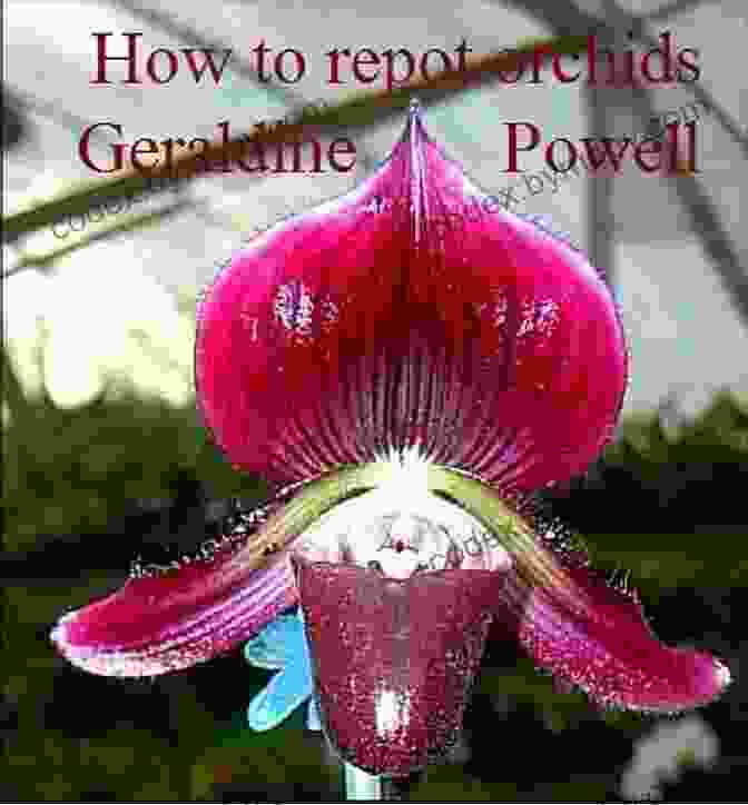 Photo Of Geraldine Powell's Book, How To Repot Orchids How To Repot Orchids Geraldine Powell