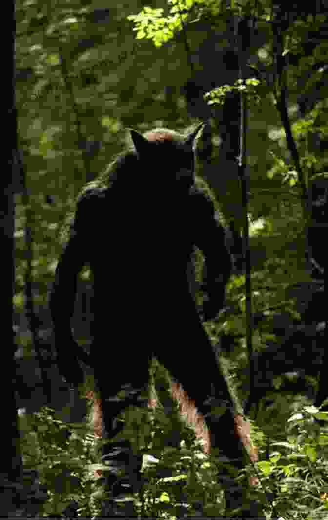 Photo Of The Dogman Creature A Dogman Encounter Mostyn Heilmannovsky