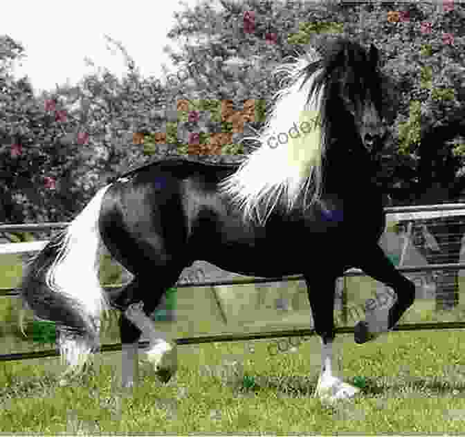 Starfish, A Beautiful White Pony With A Black Mane And Tail Blue Ribbon Summer (Marguerite Henry S Ponies Of Chincoteague 2)