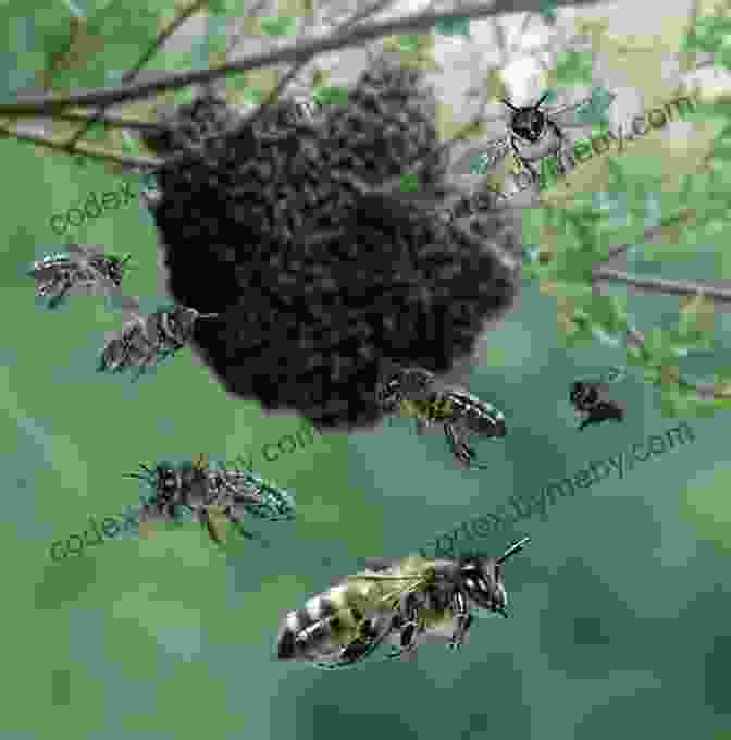 Swarm Of Honeybees In Flight The Honeybee Fiasco (Misadventures In La Mosquitia 2)