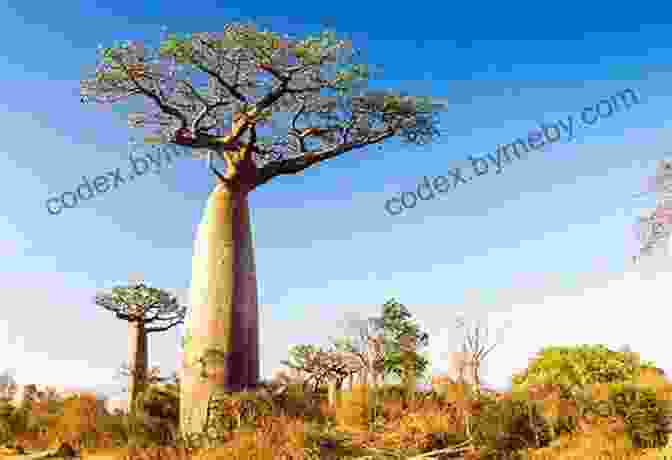 The Northern Kalahari, A Vast And Arid Landscape Dotted With Iconic Baobab Trees Botswana: Okavango Delta Chobe Northern Kalahari (Bradt Travel Guides)