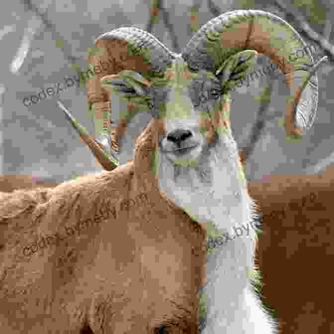 Transcaspian Urial With Massive Horns Facts About The Transcaspian Urial (A Picture For Kids 459)